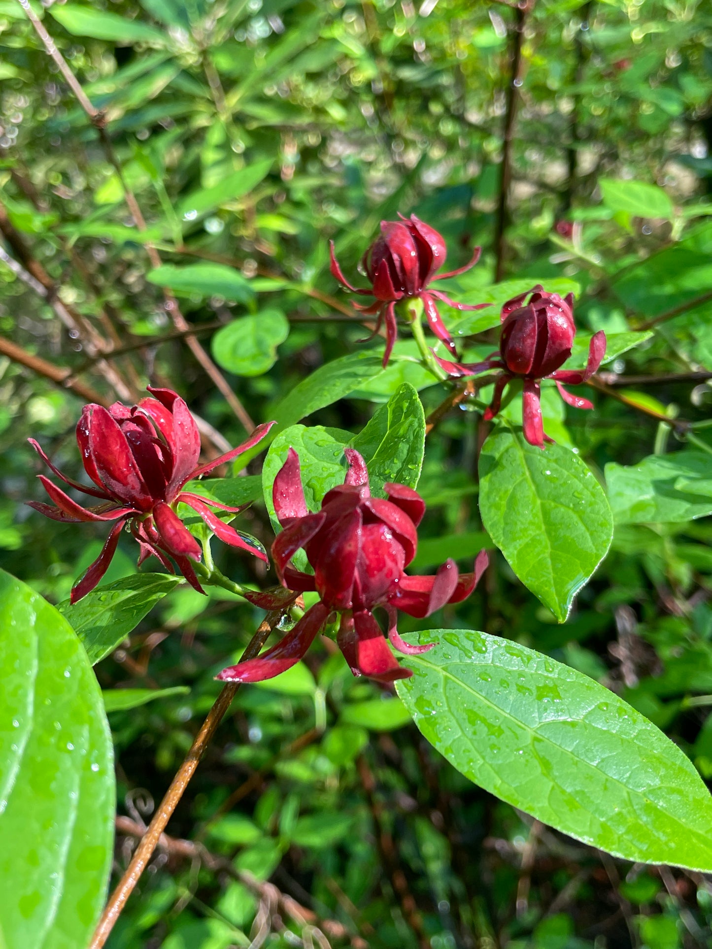 Carolina Allspice, Calycanthus floridus