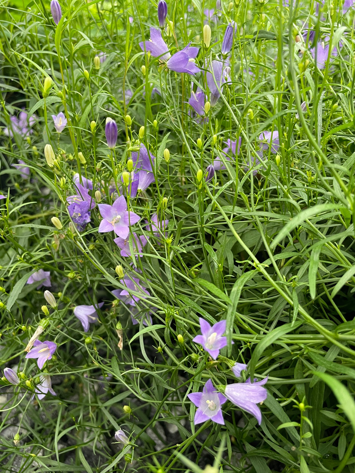 Scotch Bluebell, Campanula rotundifolia