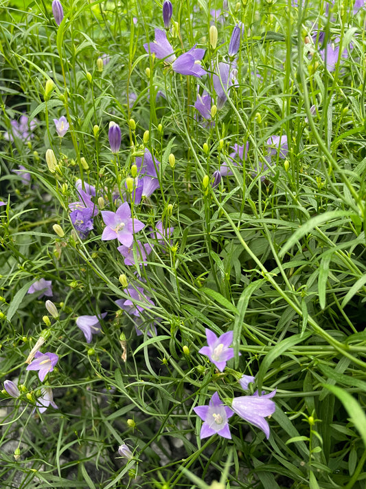 Scotch Bluebell, Campanula rotundifolia