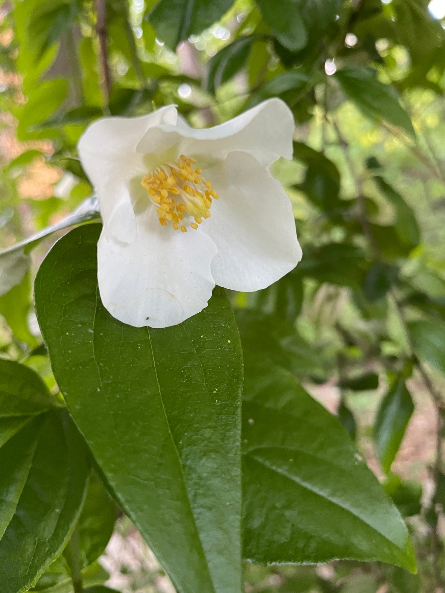 Appalachian Mock Orange, Philadelphus inodorus
