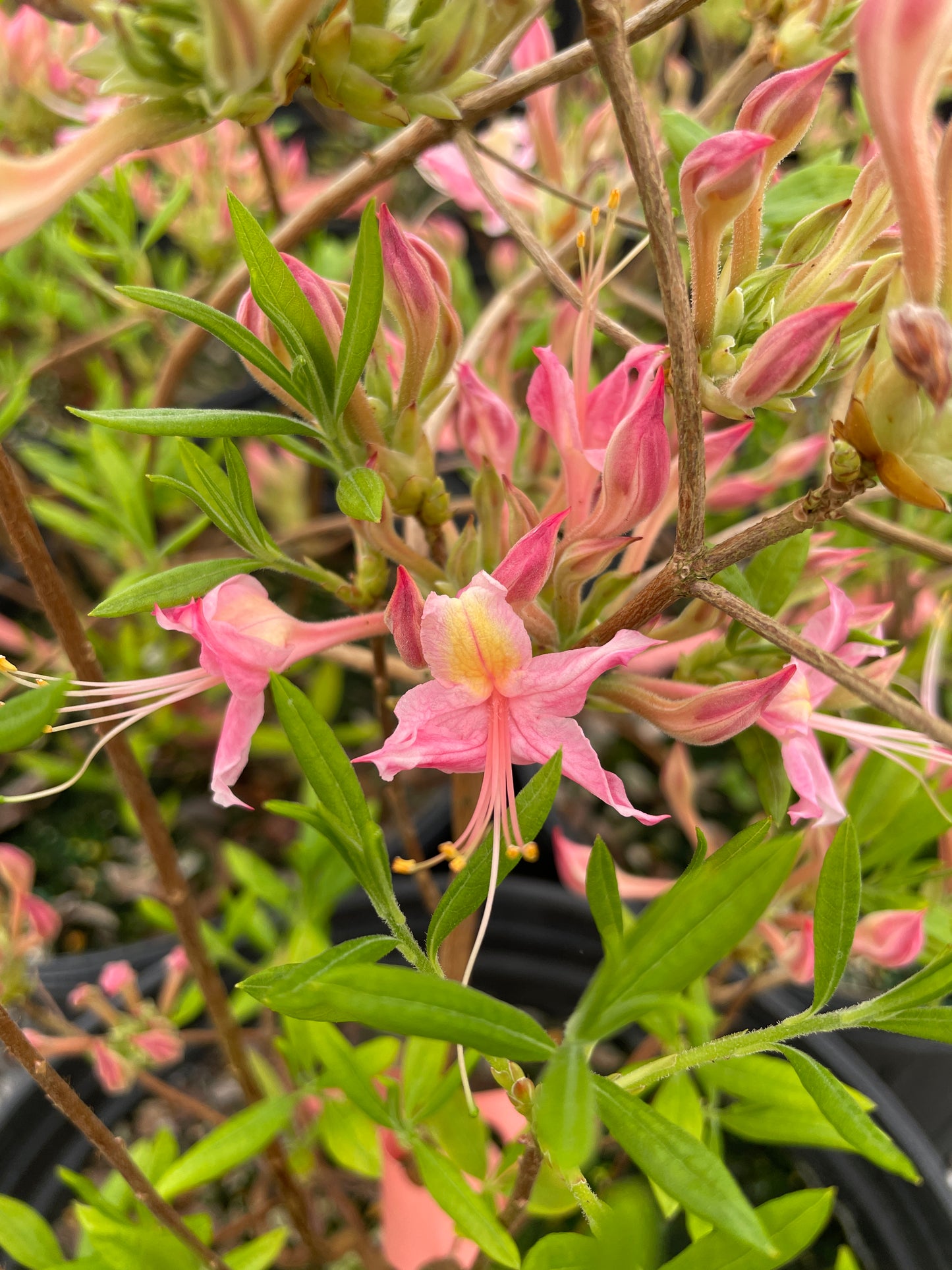 'Magenta Rose' Azalea, Rhododendron Flammeum 'Magenta Rose'