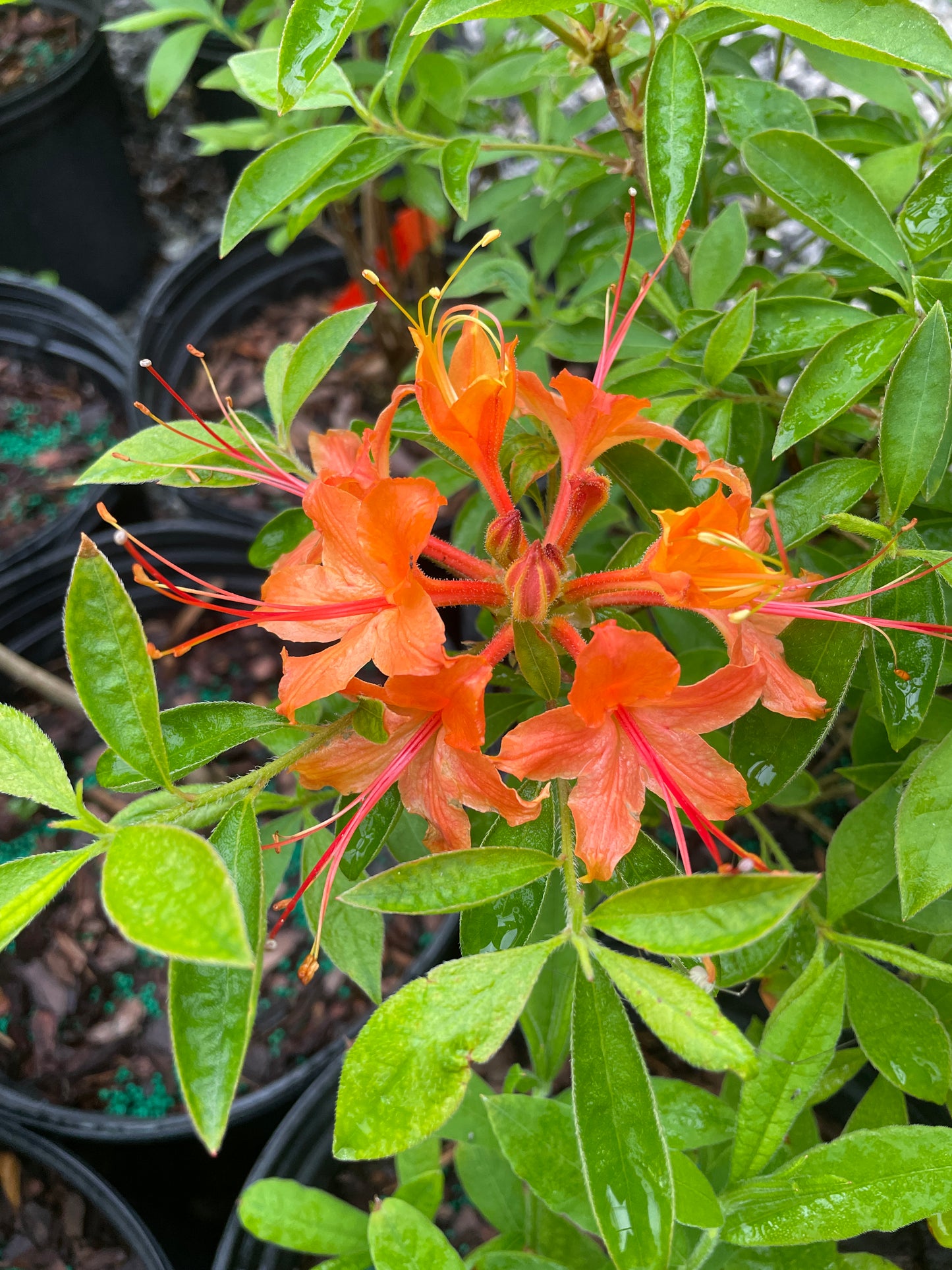 Flame Azalea, Rhododendron calendulaceum