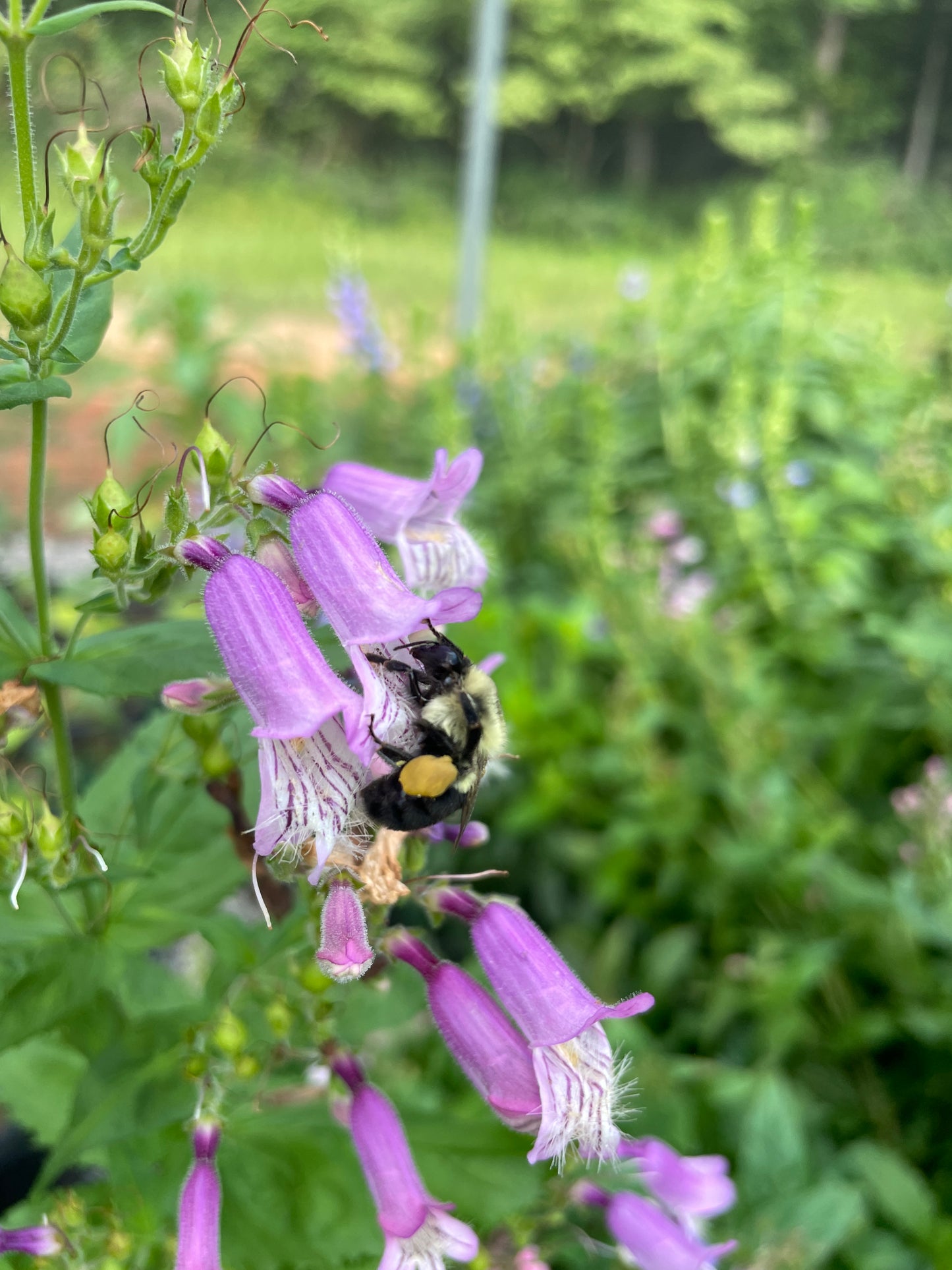 Small’s Beardtongue, Penstemon smallii