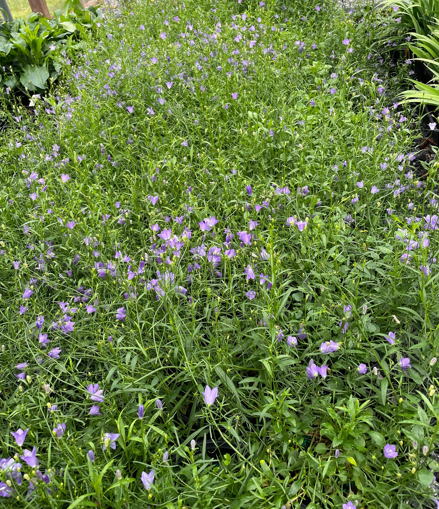 Scotch Bluebell, Campanula rotundifolia
