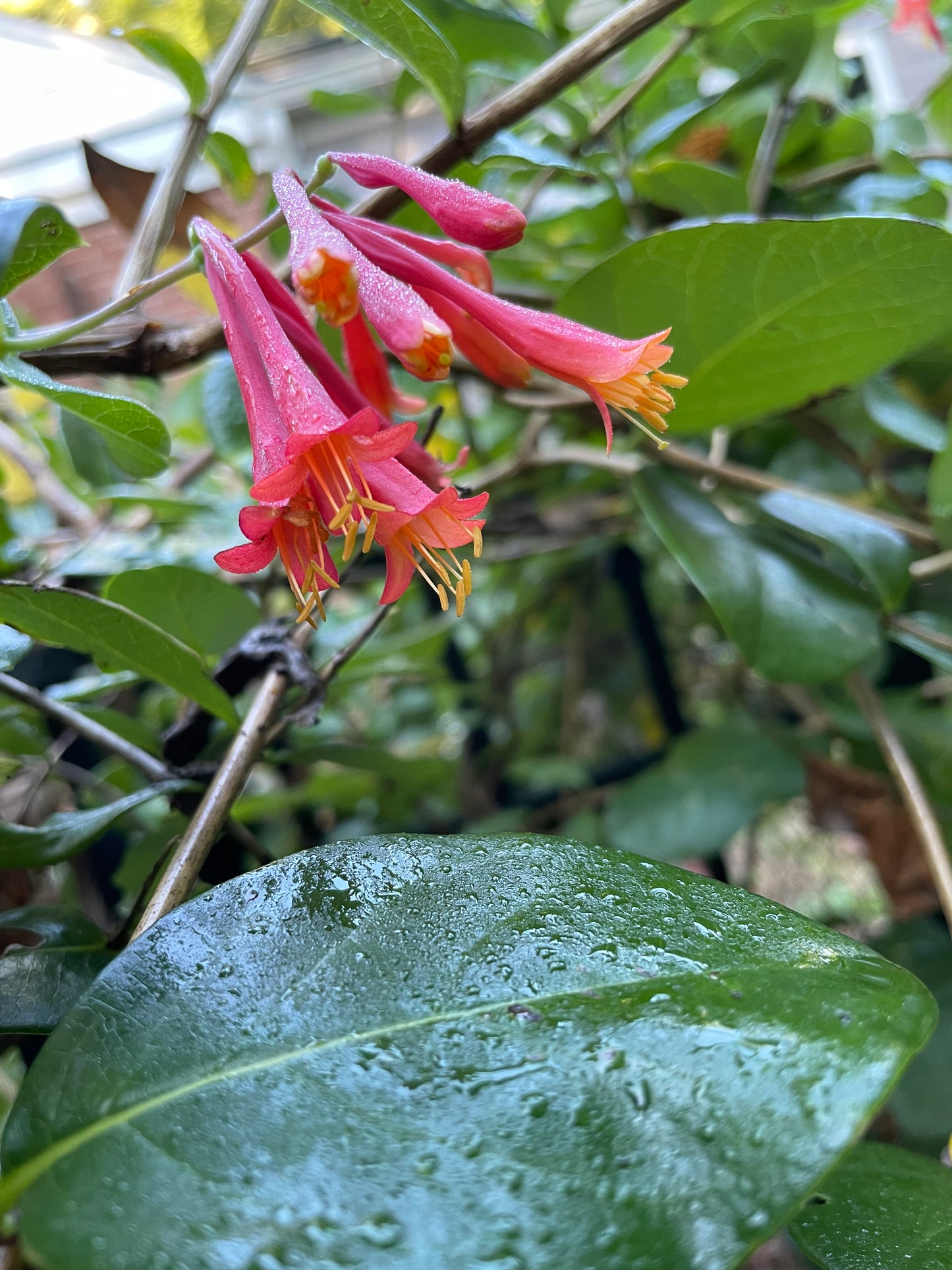 Coral Honeysuckle vine, Lonicera sempervirens