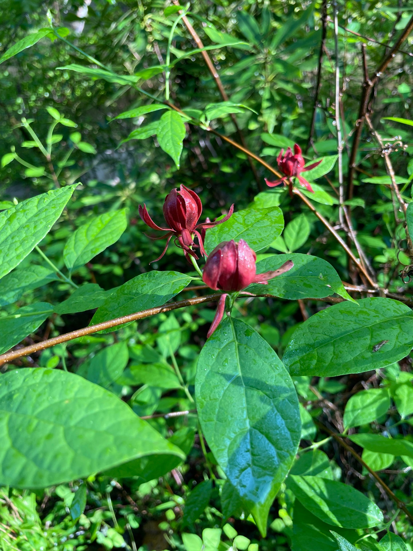 Carolina Allspice, Calycanthus floridus