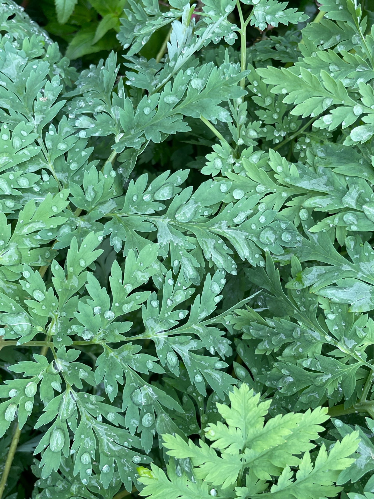 Bleeding Heart, Dicentra eximia