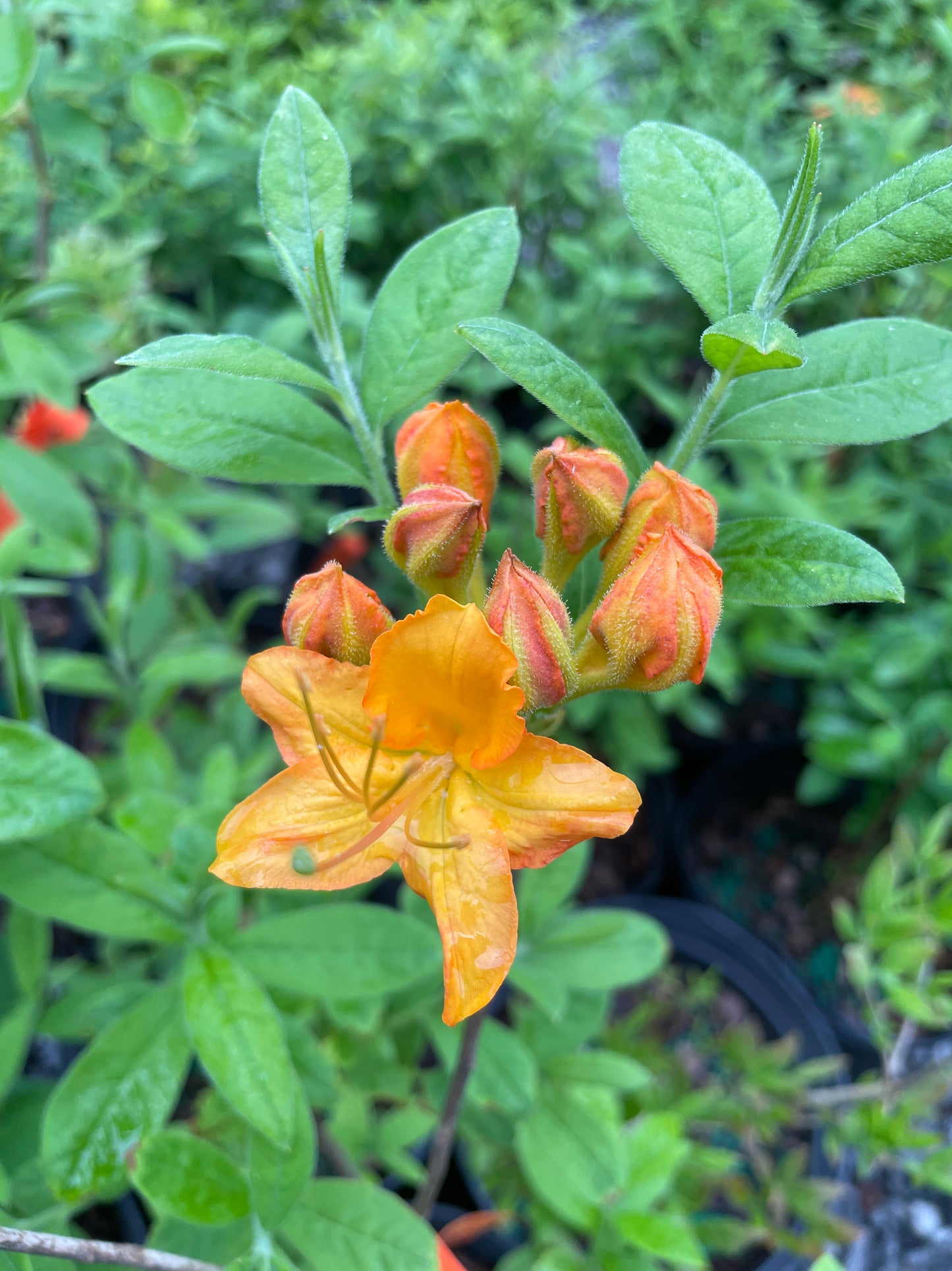 Flame Azalea, Rhododendron calendulaceum