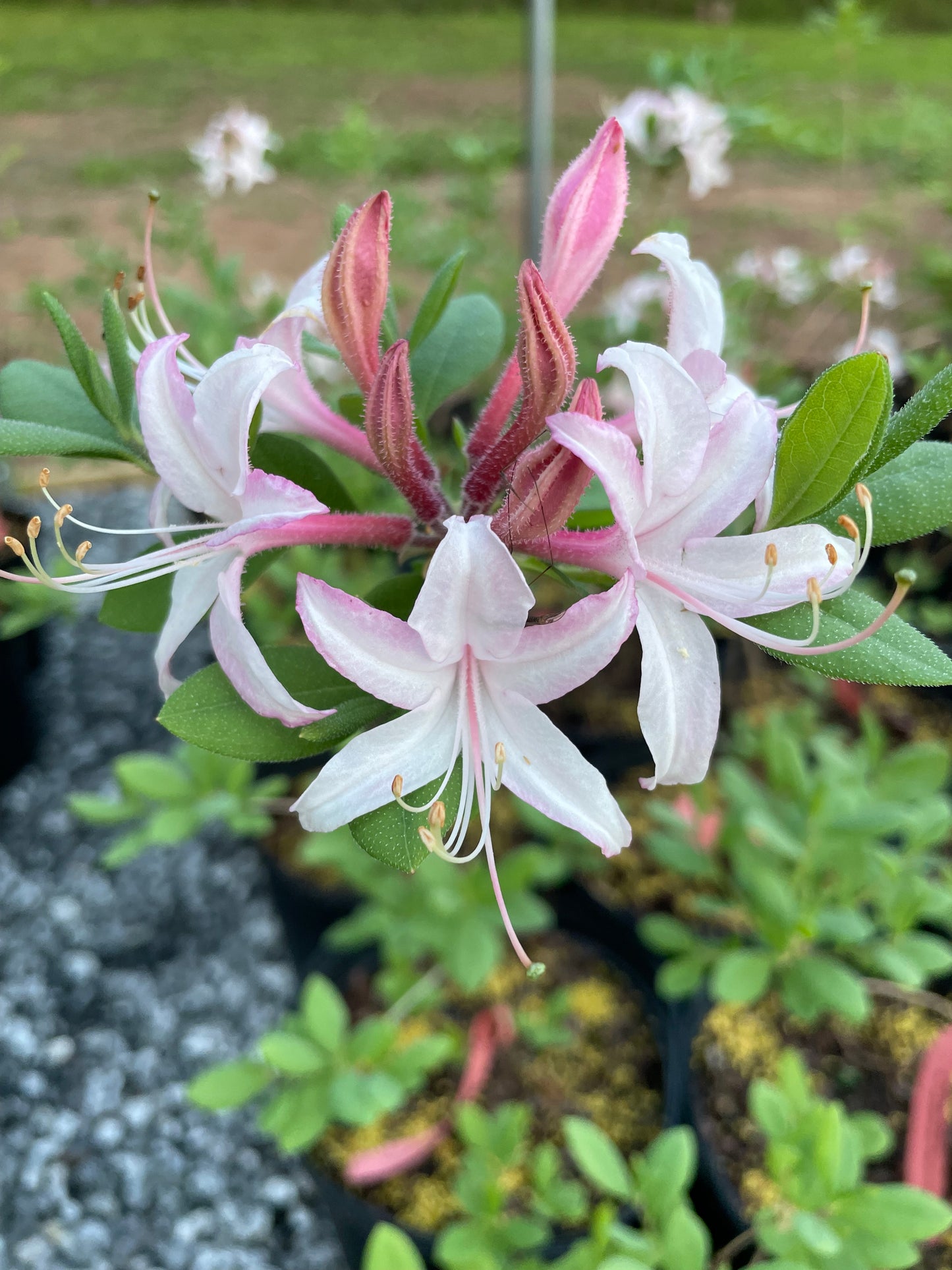 'Marydel' Dwarf Azalea, Rhododendron atlanticum 'Marydel'