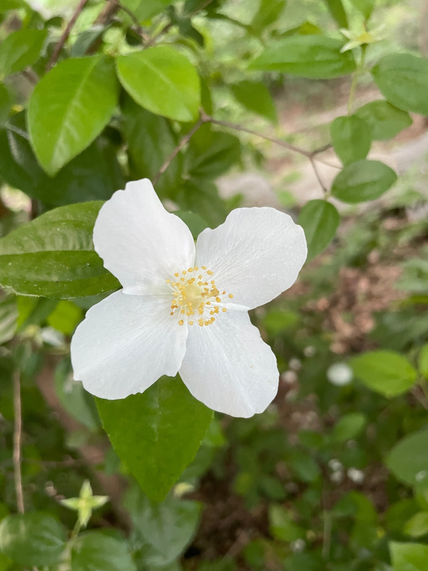 Appalachian Mock Orange, Philadelphus inodorus