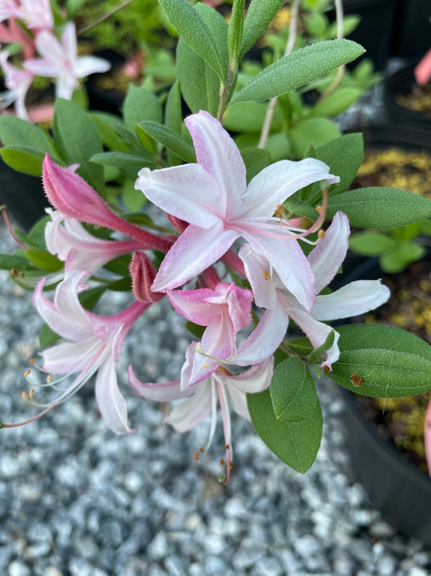 'Marydel' Dwarf Azalea, Rhododendron atlanticum 'Marydel'