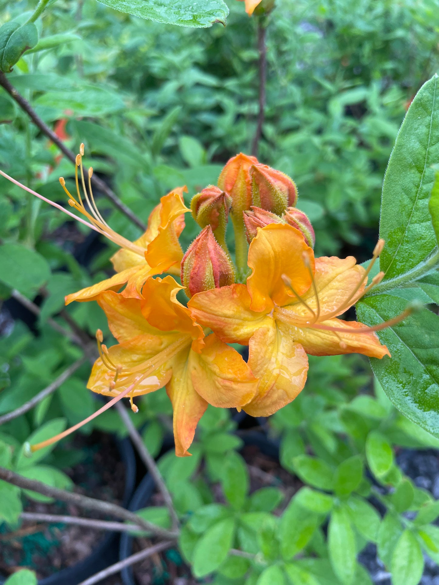 Flame Azalea, Rhododendron calendulaceum
