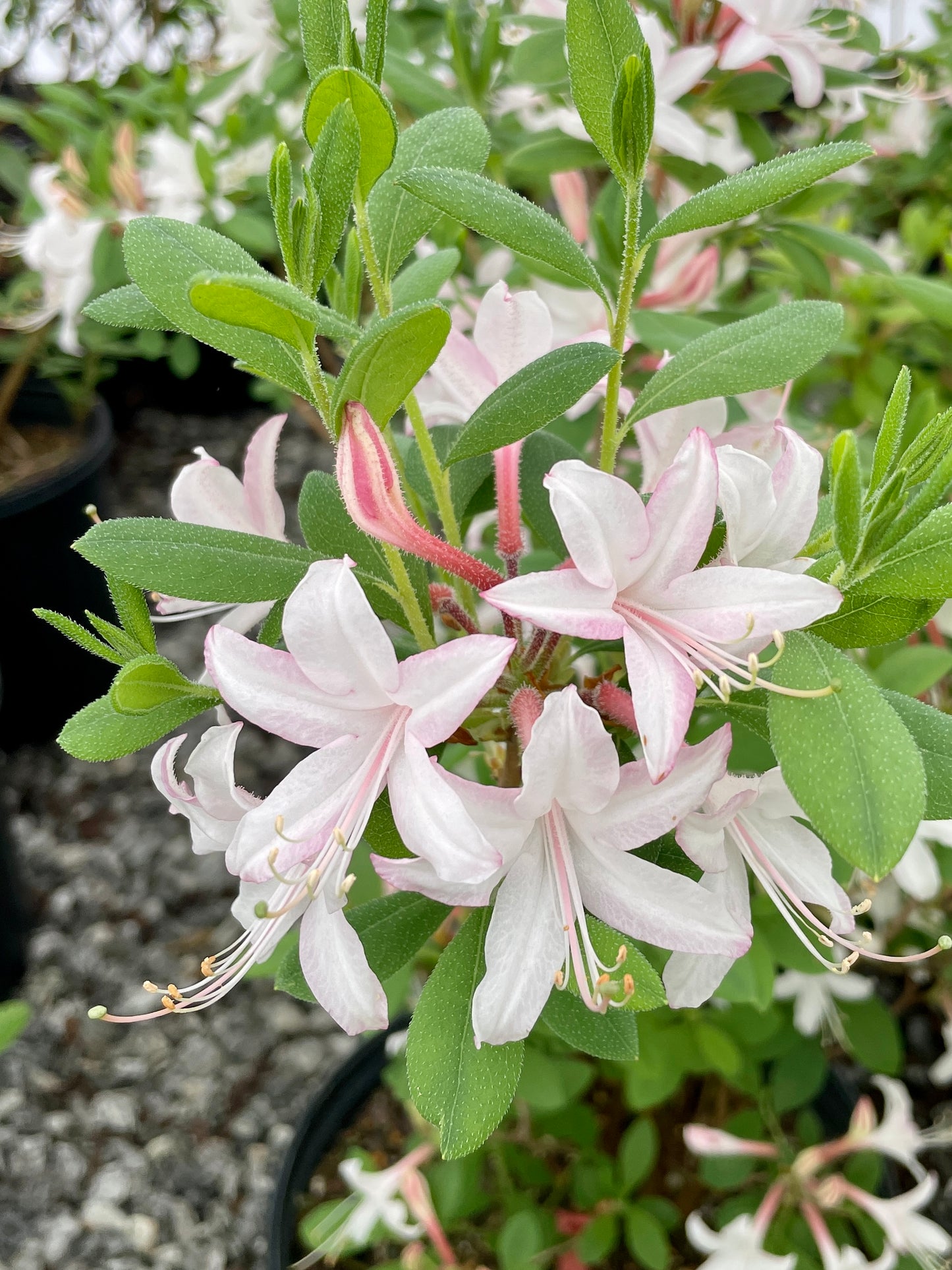 'Marydel' Dwarf Azalea, Rhododendron atlanticum 'Marydel'