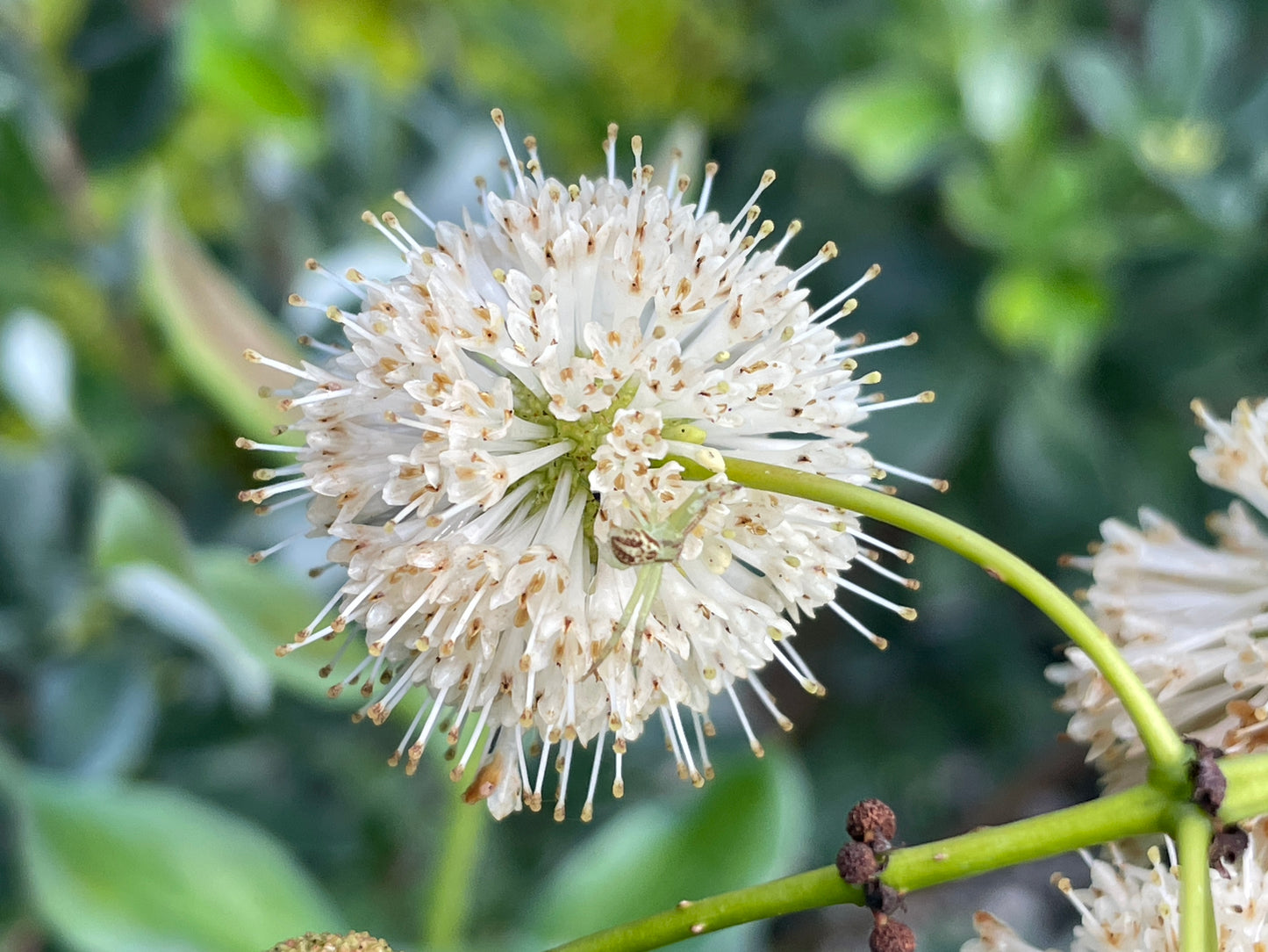 Buttonbush, Cephalanthus occidentalis