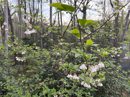 Carolina Silverbells, Halesia tetraptera