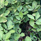 Allegheny spurge, Pachysandra procumbens