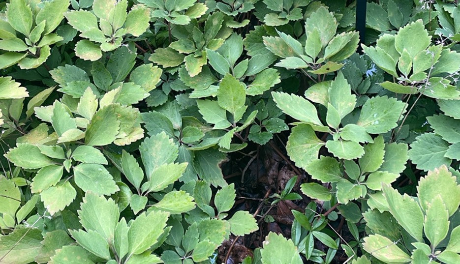 Allegheny spurge, Pachysandra procumbens