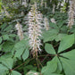 Bottlebrush Buckeye, Aesculus parviflora