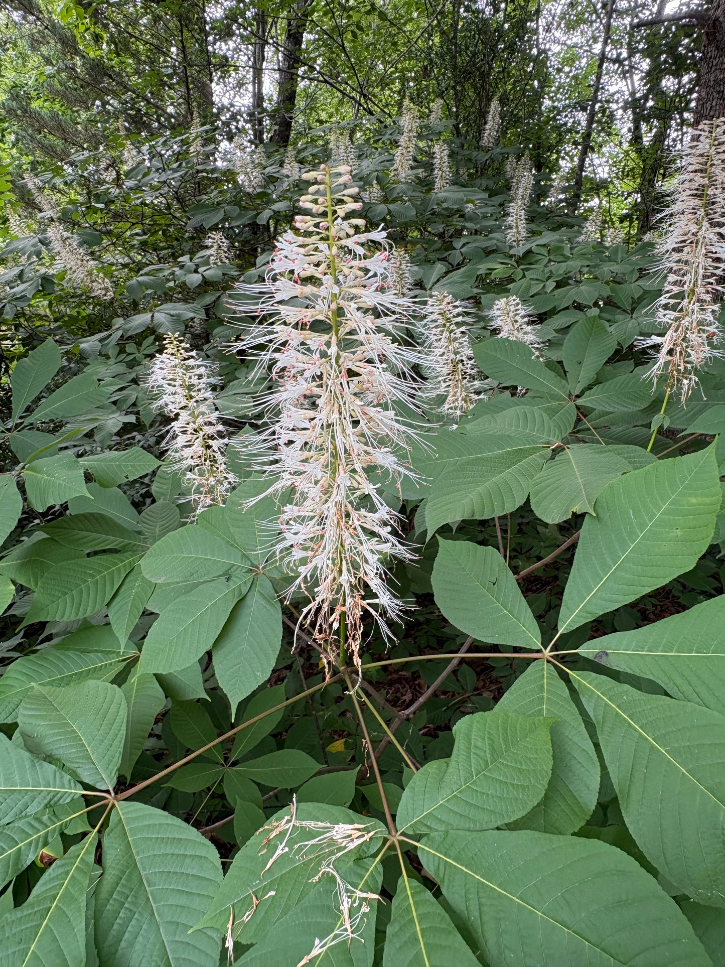 Bottlebrush Buckeye, Aesculus parviflora