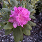 Catawba rhododendron, Rhododendron catawbiense