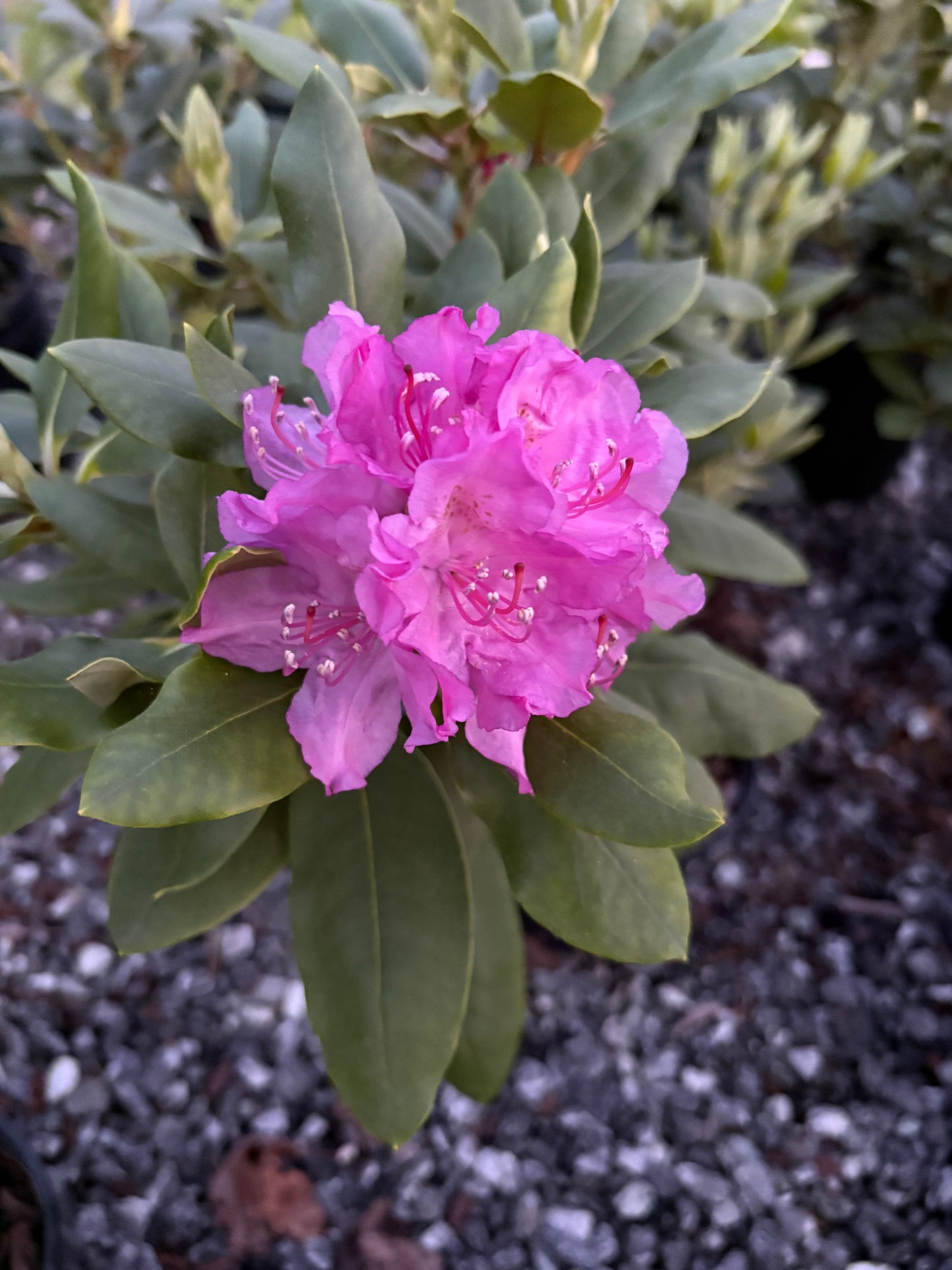 Catawba rhododendron, Rhododendron catawbiense