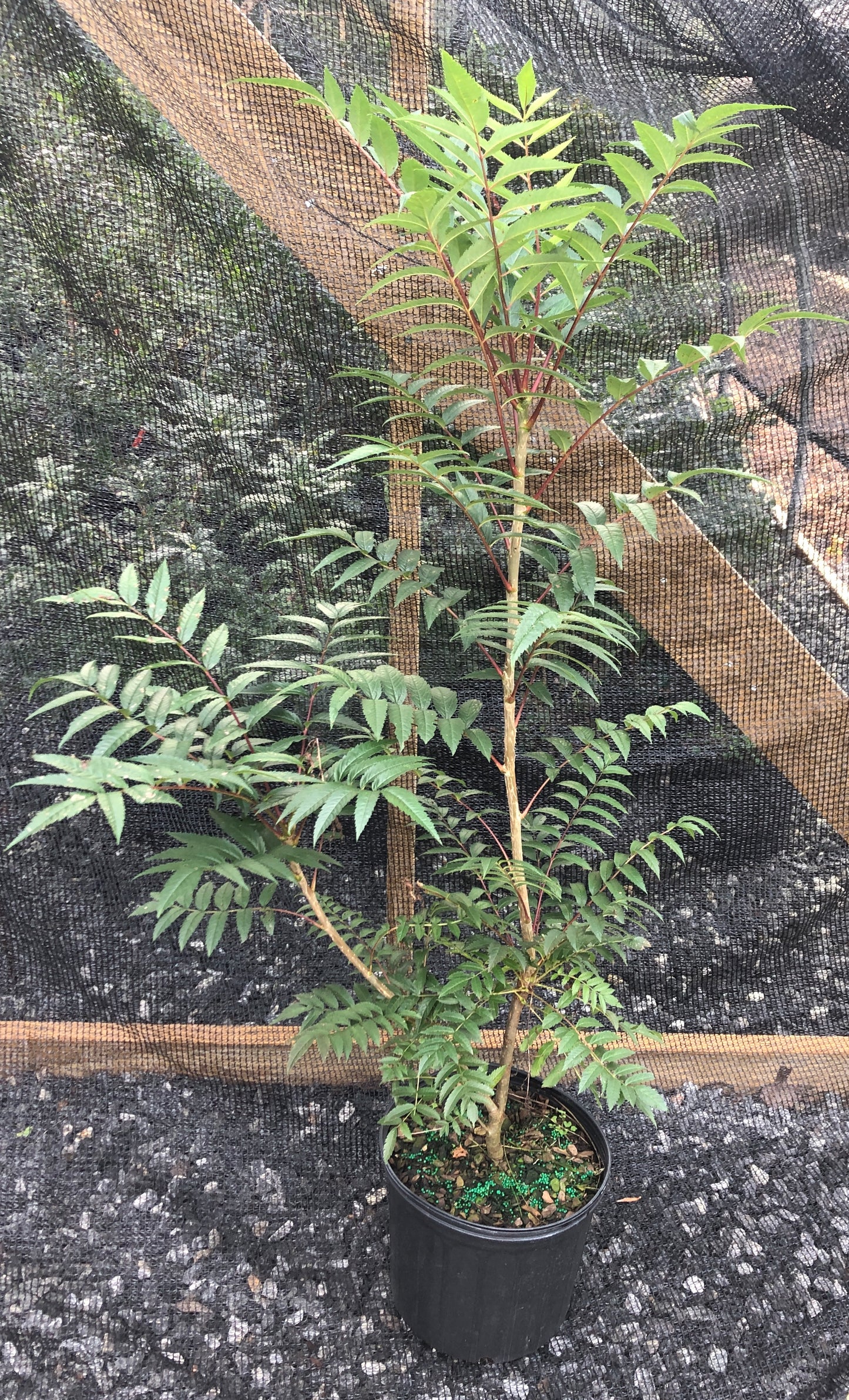 American Mountain Ash, Sorbus americana