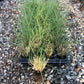Little bluestem, Schizachyrium scoparium, 32 cell plug flat
