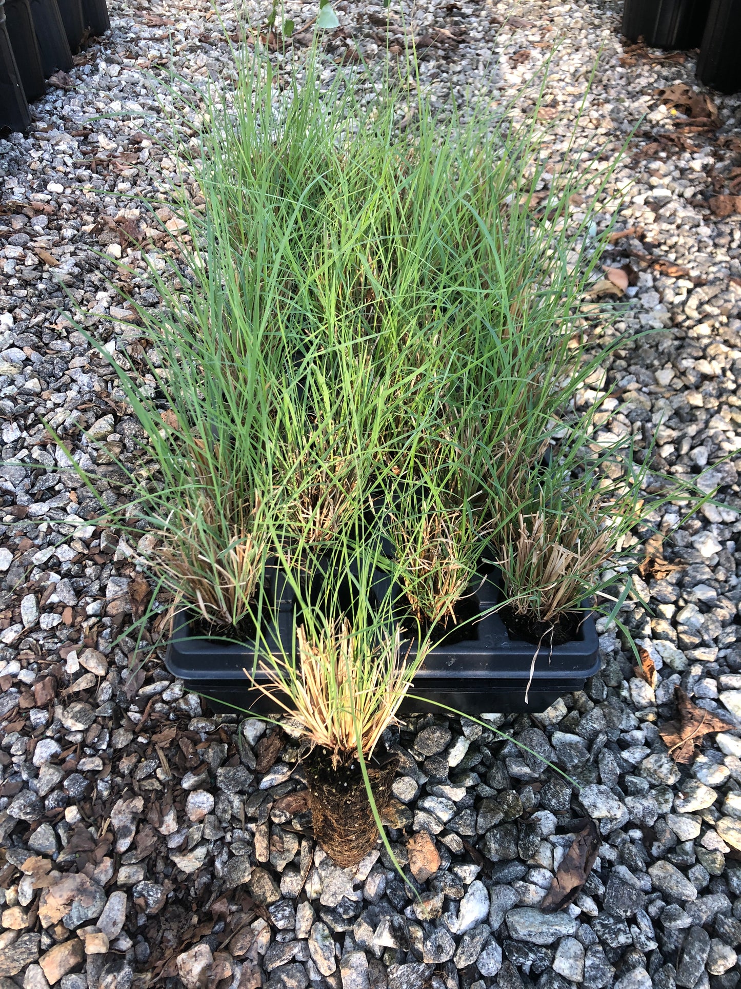 Little bluestem, Schizachyrium scoparium, 32 cell plug flat