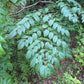 Devil's Walking Stick, Aralia spinosa