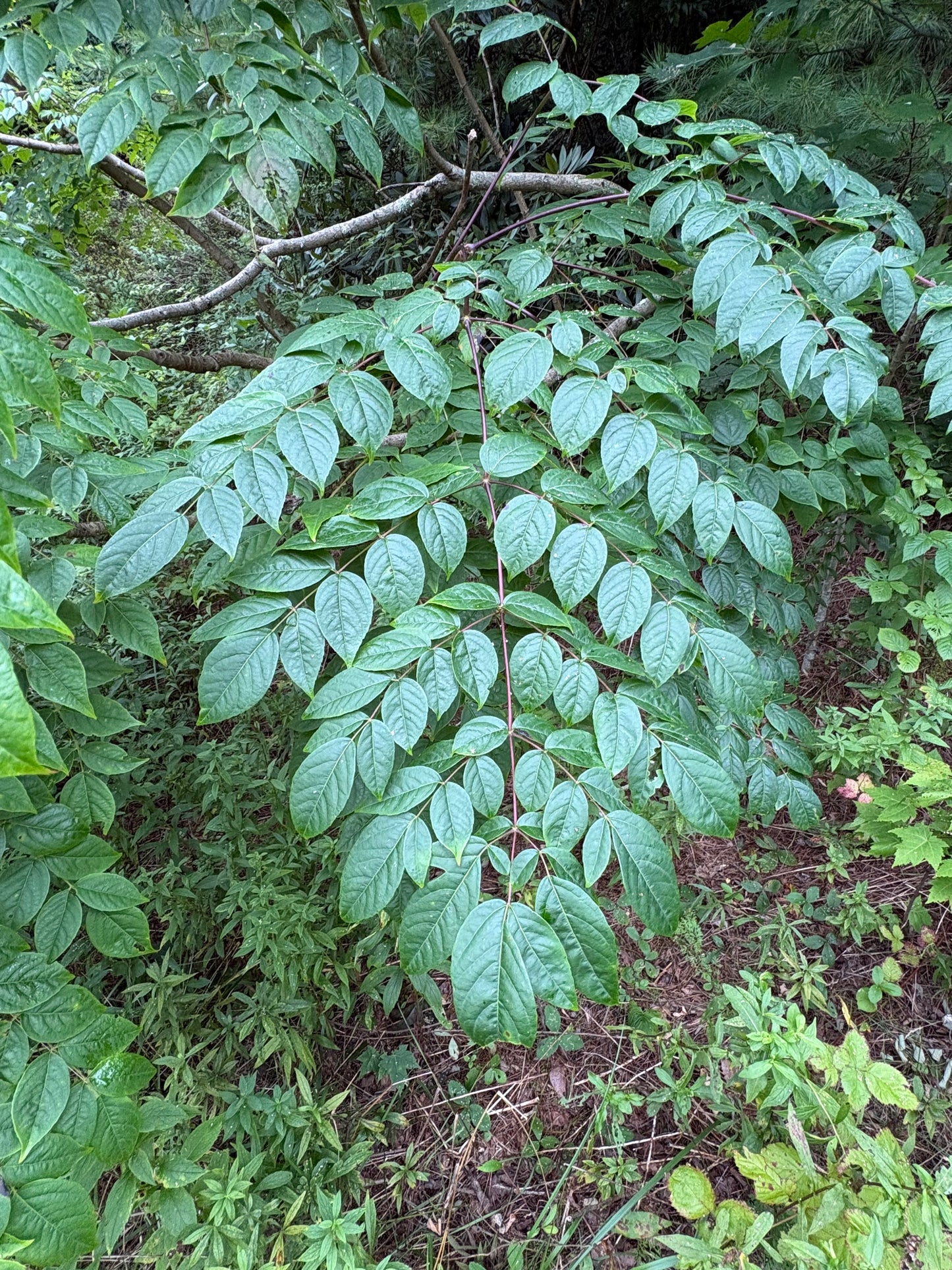 Devil's Walking Stick, Aralia spinosa