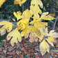 Sassafras, Sassafras albidum