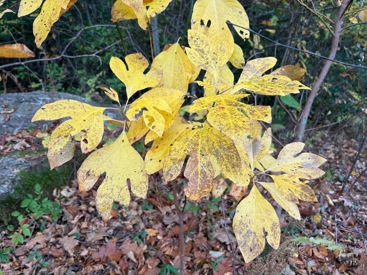 Sassafras, Sassafras albidum