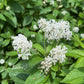 New Jersey Tea, Ceanothus americanus