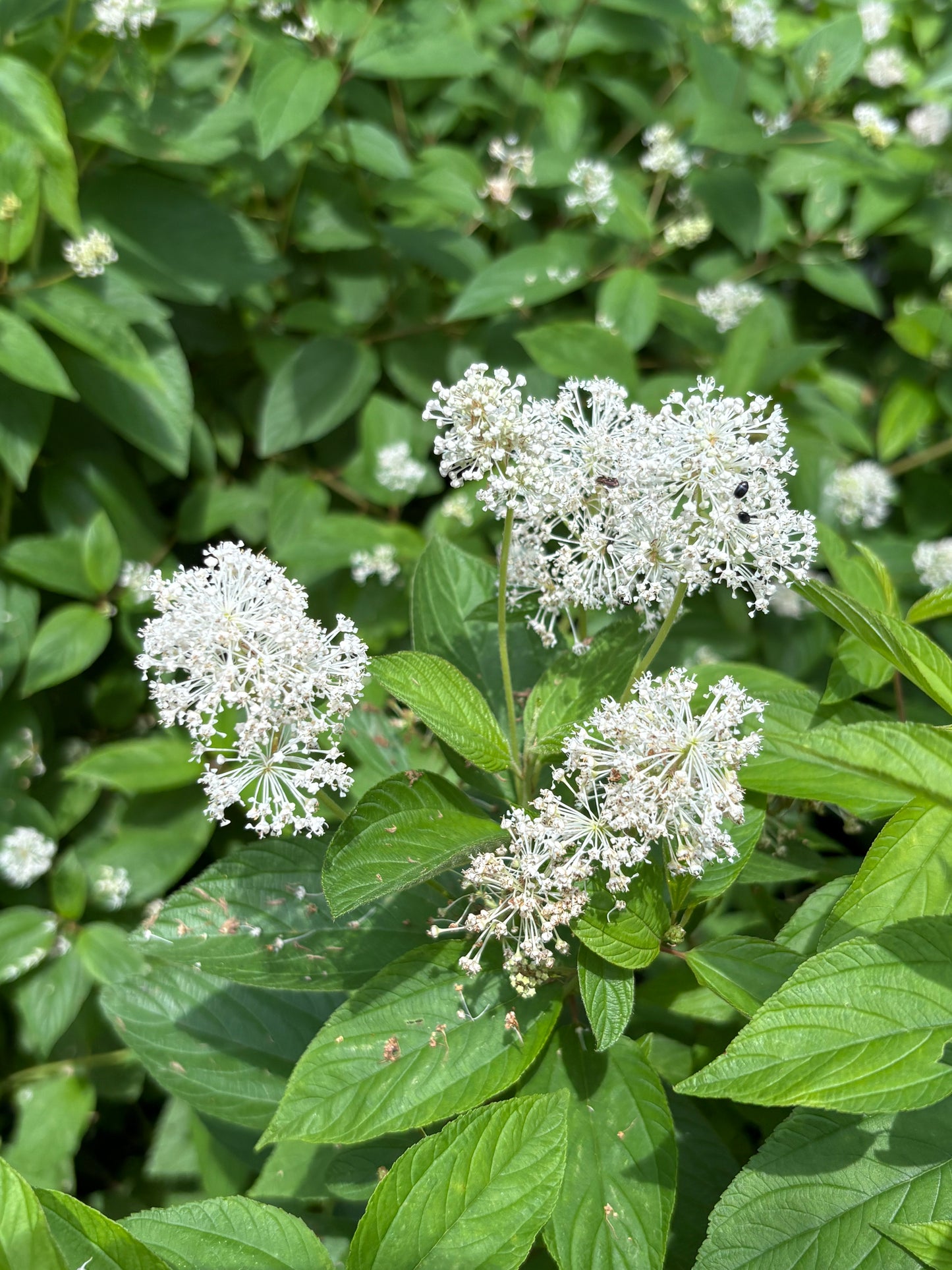 New Jersey Tea, Ceanothus americanus