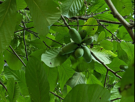Pawpaw, Asimina triloba