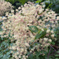 Devil's Walking Stick, Aralia spinosa