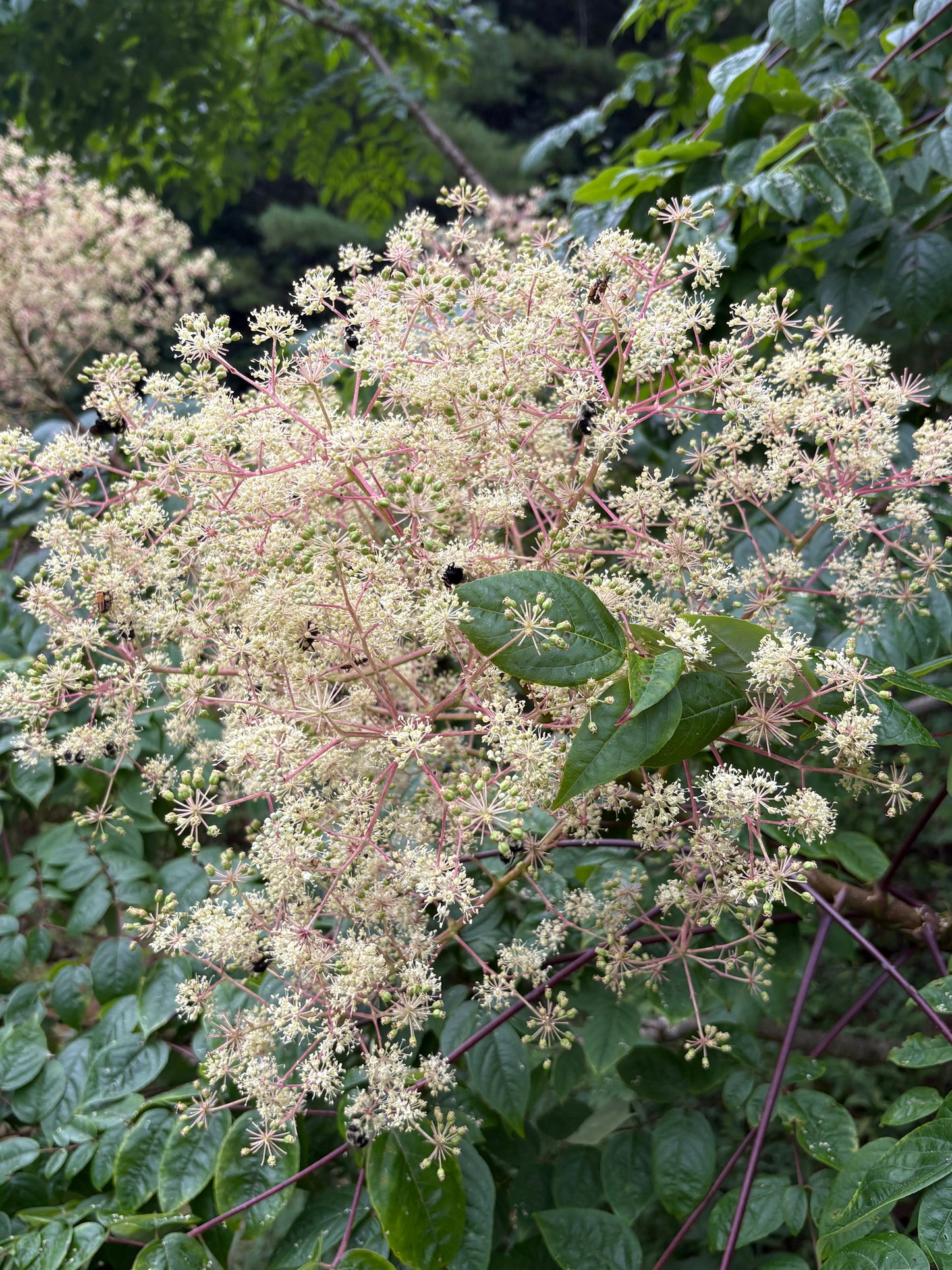 Devil's Walking Stick, Aralia spinosa
