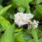 New Jersey Tea, Ceanothus americanus