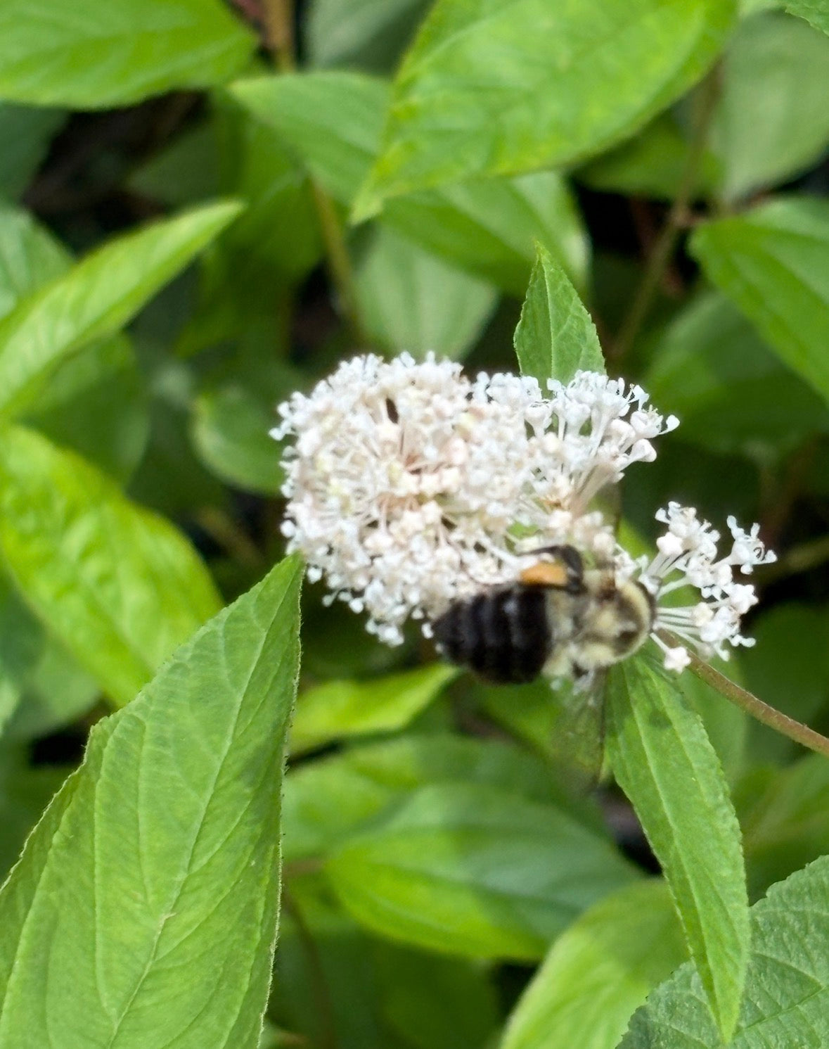 New Jersey Tea, Ceanothus americanus