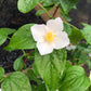 Appalachian Mock Orange, Philadelphus inodorus