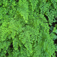 Vibrant green maidenhair fern foliage filling the frame, with delicate feathery fronds and a natural outdoor look.
