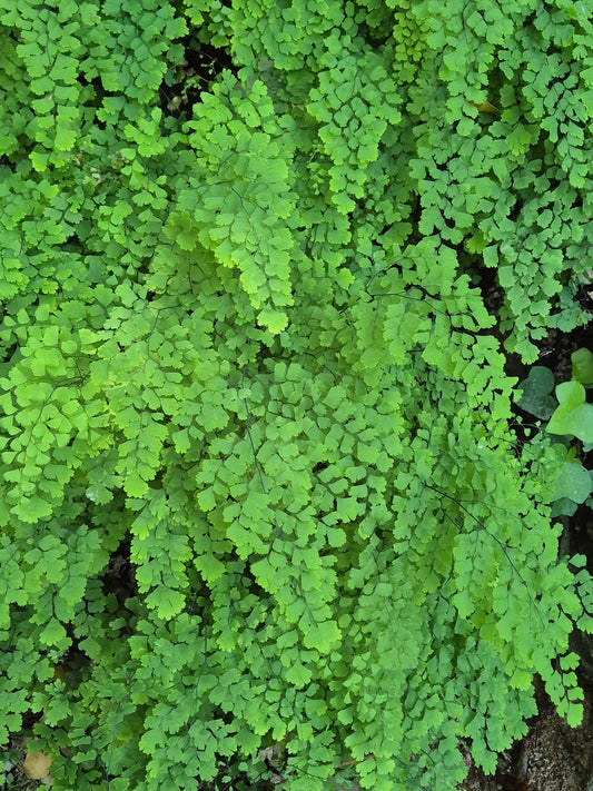 Vibrant green maidenhair fern foliage filling the frame, with delicate feathery fronds and a natural outdoor look.
