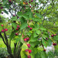 A close-up outdoor view of a leafy bush with clusters of small red berries or fruit hanging from the branches, set against a blurred garden background.