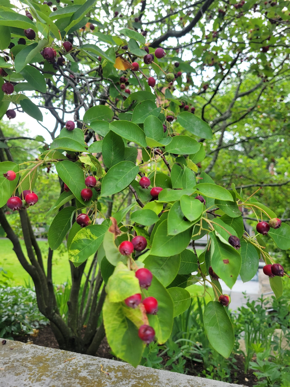 A close-up outdoor view of a leafy bush with clusters of small red berries or fruit hanging from the branches, set against a blurred garden background.