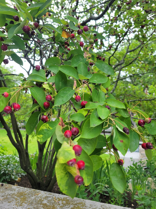 A close-up outdoor view of a leafy bush with clusters of small red berries or fruit hanging from the branches, set against a blurred garden background.