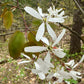 White blossoms with green and brown leaves on a tree branch in a forest setting.