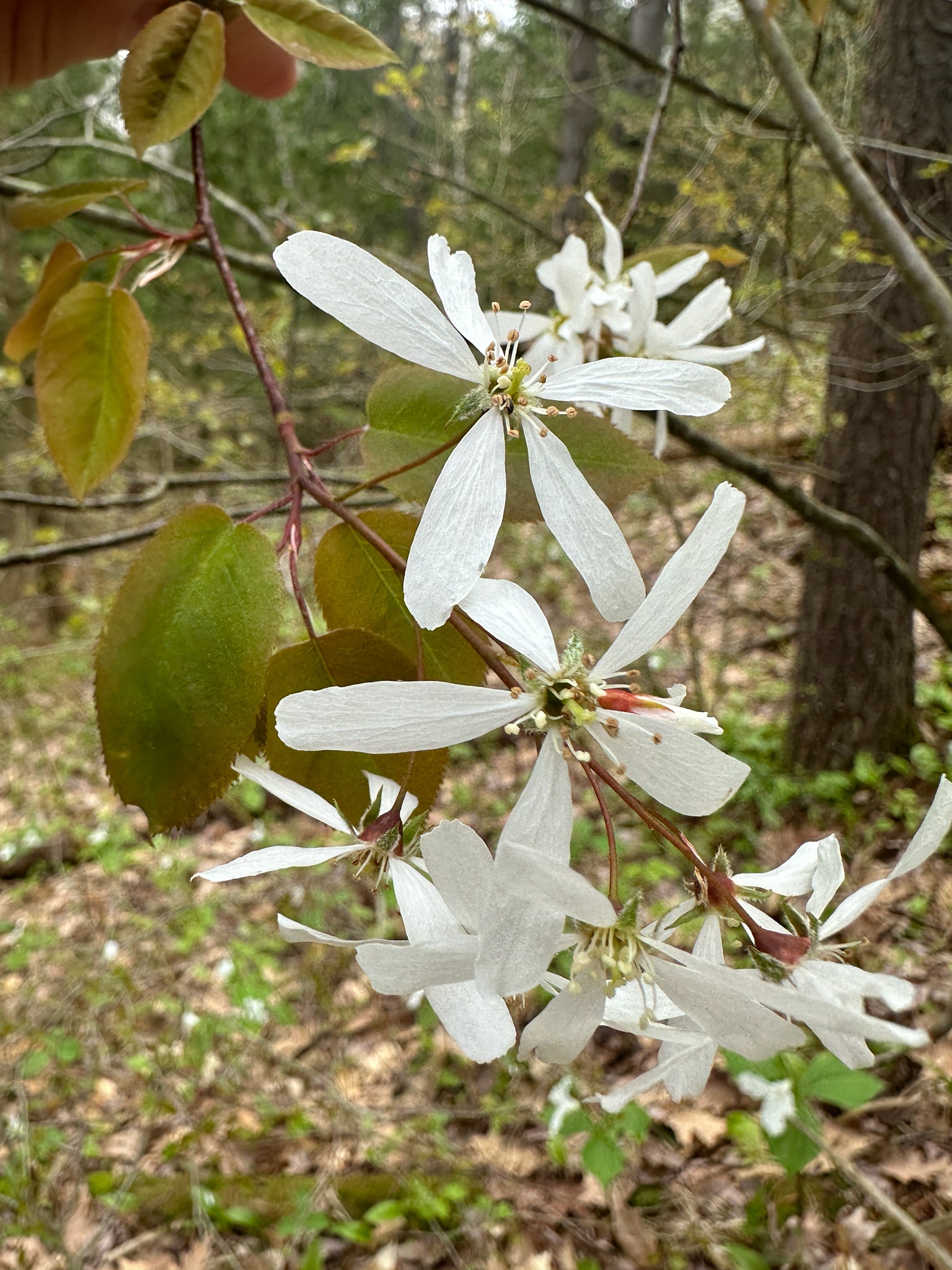 White blossoms with green and brown leaves on a tree branch in a forest setting.