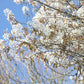 White blossoms on tree branches against a clear blue sky.
