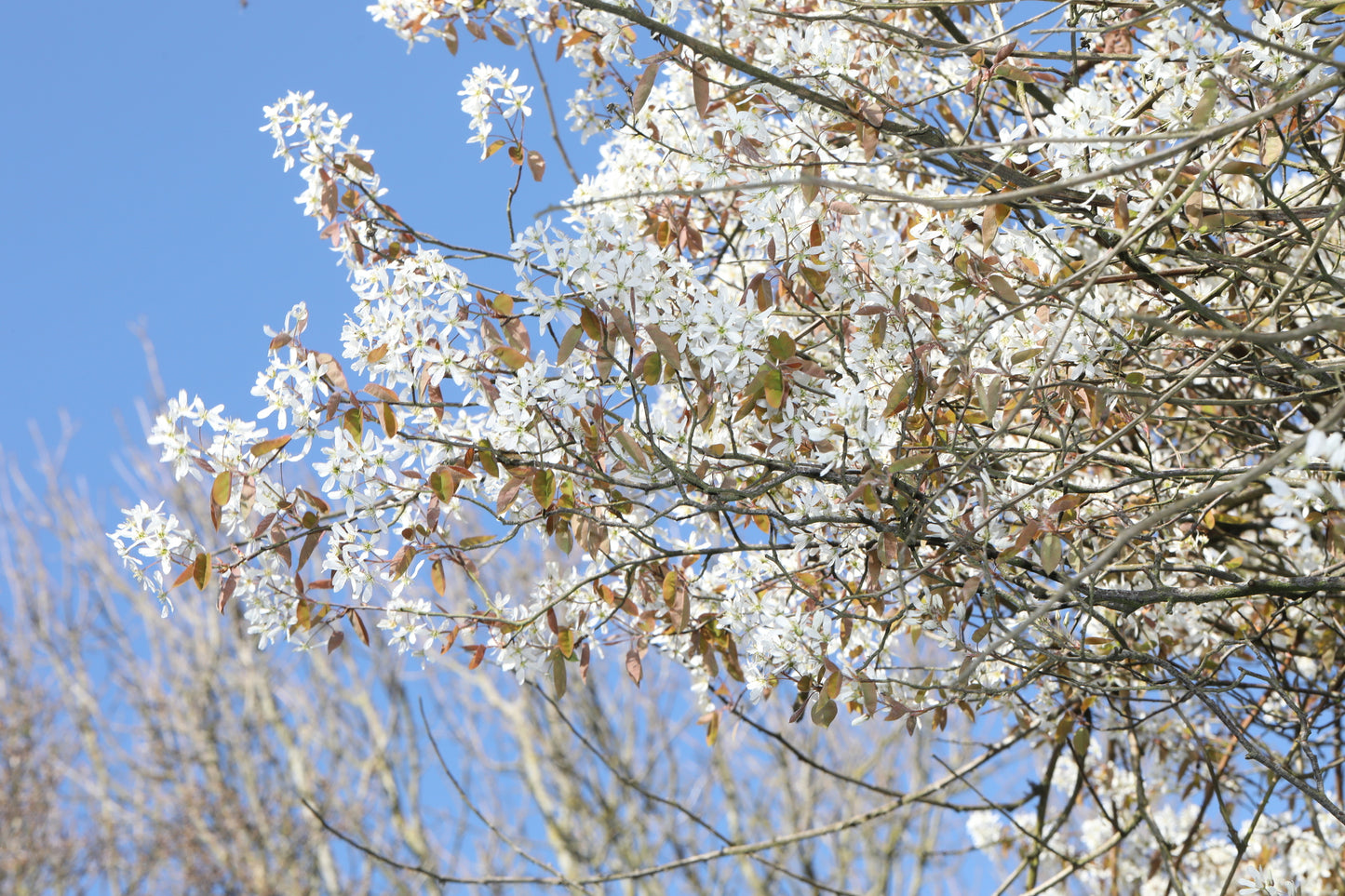 White blossoms on tree branches against a clear blue sky.
