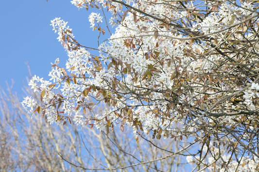 White blossoms on tree branches against a clear blue sky.
